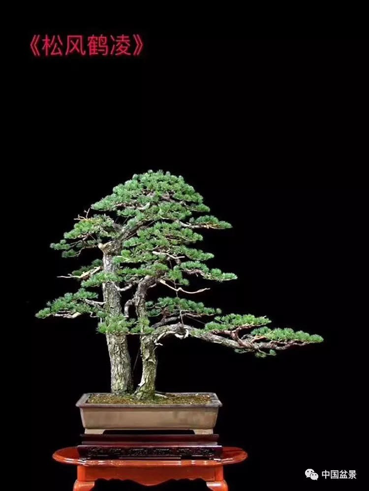 Enjoy bonsai and understand life