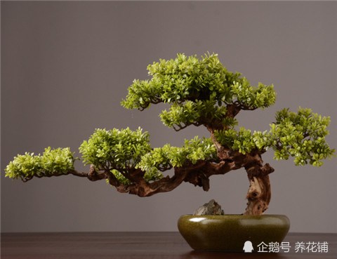 Luo Hansong keeps its branches straight and straight in this way.