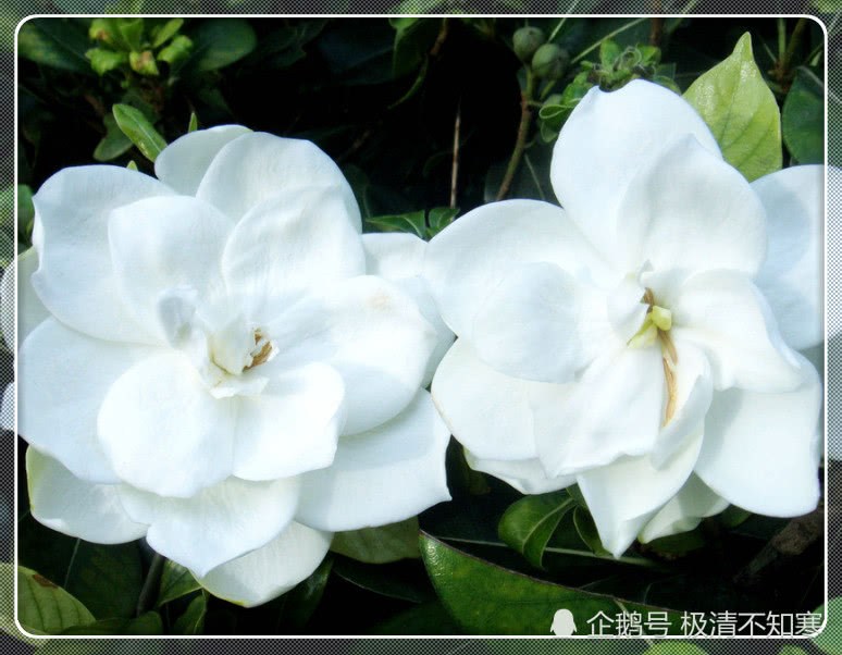 The four main reasons for gardenia yellow leaves are that the right medicine leaves are like green paint