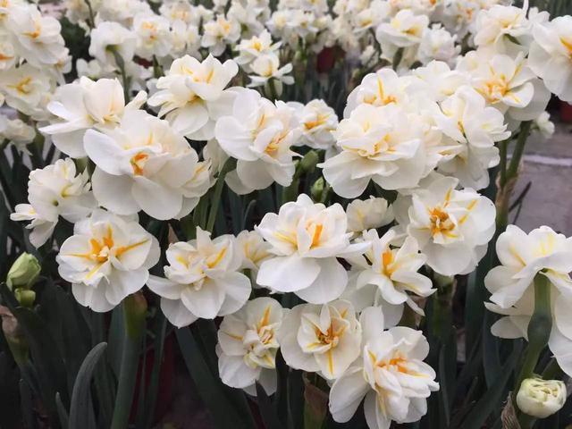 Hydroponic daffodils are so fastidious that they really want to blossom so beautifully that they must be right.