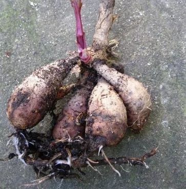 My wife buried a sweet potato in the pot when the flower plate was twice as big as the peony. It was amazing.