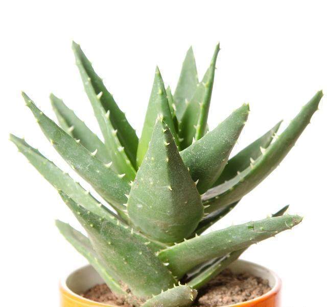 To understand the methods of cutting propagation of aloe in detail, you only need to remember that the success of reproduction is not a dream.