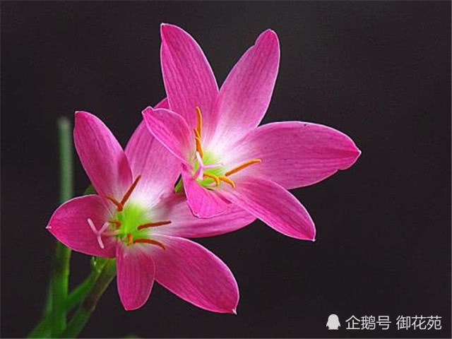 The wind and rain orchid can blossom alive and beautiful if it is thrown into the soil.