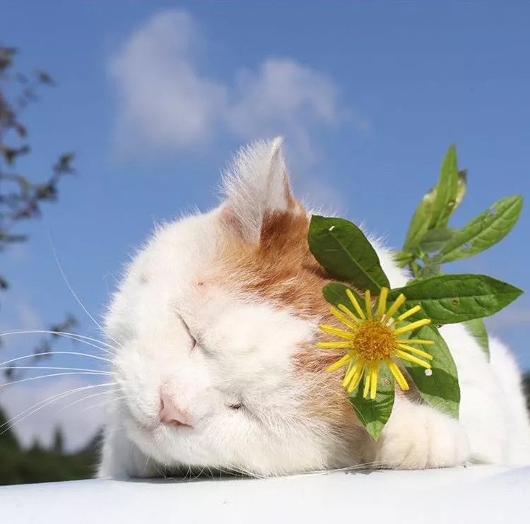 Oh, you got a cat in your flower.