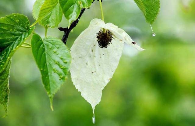 Do you know Davidia involucrata? This kind of flower is as white as snow and attracts more than that.