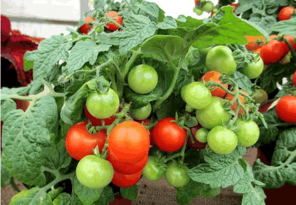 These vegetables are most suitable for family balcony to plant in a flowerpot and have vegetables to eat all the year round.