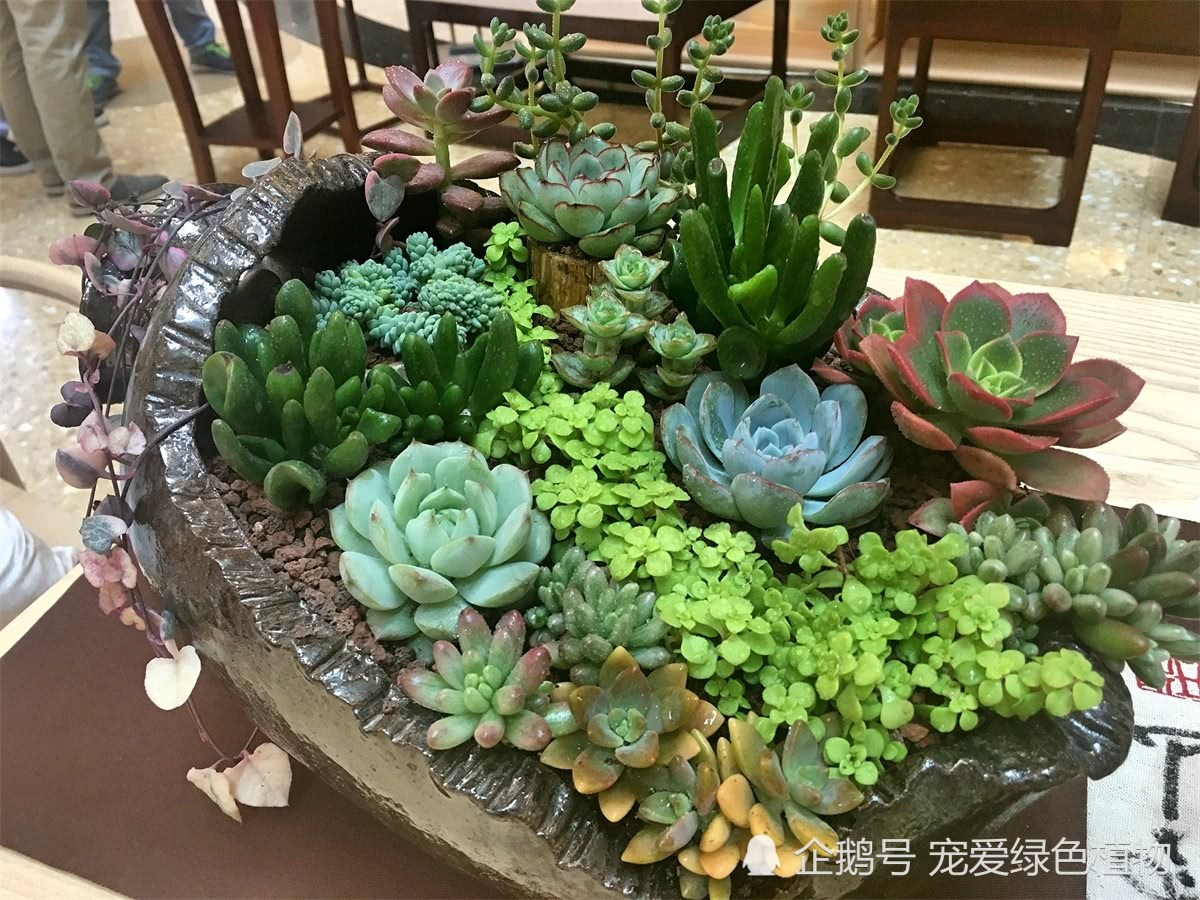 Take an inventory of three kinds of cheap and easy-to-raise succulent plants. Now it just happens that the novice is worth collecting.