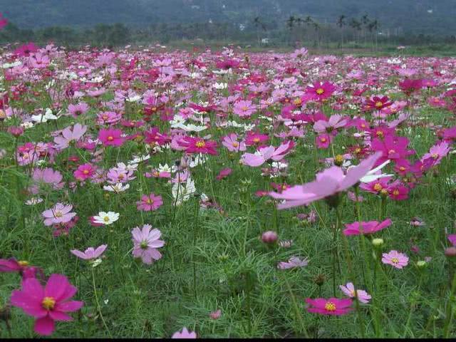 It is difficult to tell whether Gesang flower and Persian chrysanthemum grow in the same environment.