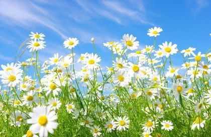 Is chamomile really that magical? Have you ever known it as a kind of chrysanthemum?