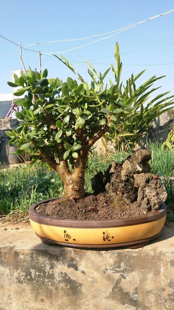 The golden branches and leaves of Yushu have been pinch and pour some woody water here for 6 months, regardless of the old pile.