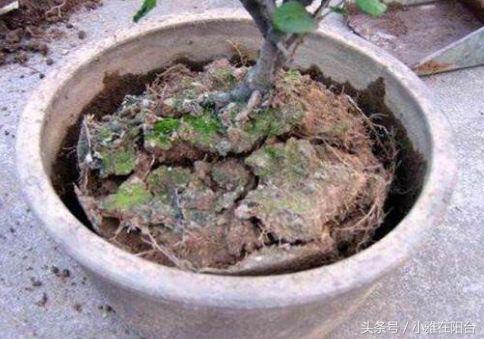 Flowerpot soil consolidation A little trick pot soil is loose, breathable and fertile flowers grow wildly and burst pots