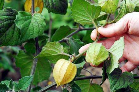 A kind of wild fruit is 3 times more nutritious than tomato and has the effect of delaying senescence. Potted plants can be eaten at home if they want.