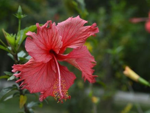 When we plant mulberry flowers in the balcony, how to maintain it and make it blossom more exuberantly?