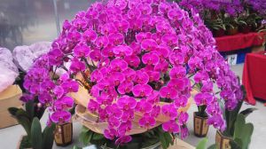 How to fertilize Phalaenopsis