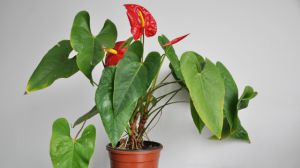 How to fertilize Anthurium andraeanum