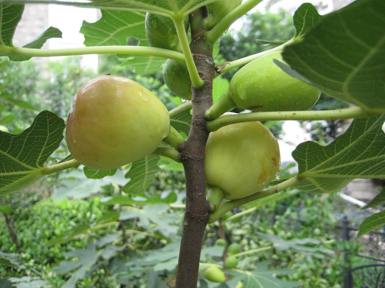 If you want to eat figs, find a stick and stick it into the soil and bear fruit.