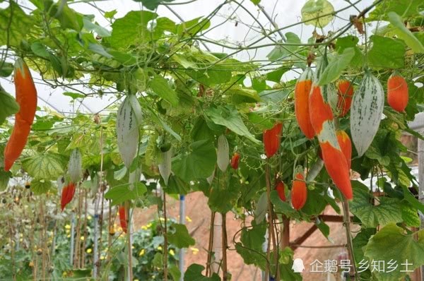 This melon and fruit can invigorate the blood and strengthen the stomach. Farmers often plant it in the courtyard and pick tender melons to eat raw.