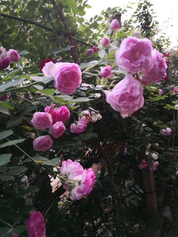 Does the bamboo shoot of the rose pick the stir-fried vegetables or let it go?