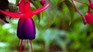 The flower language of hanging the golden bell upside down