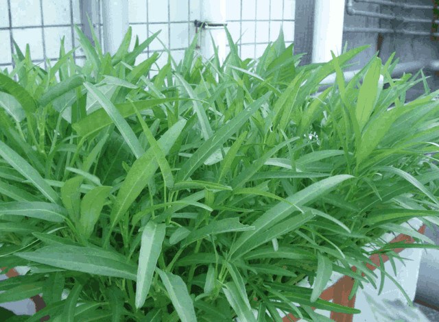 Several kinds of vegetables that are most suitable for growing on the balcony can be picked casually after one crop and one crop at a time for a year.