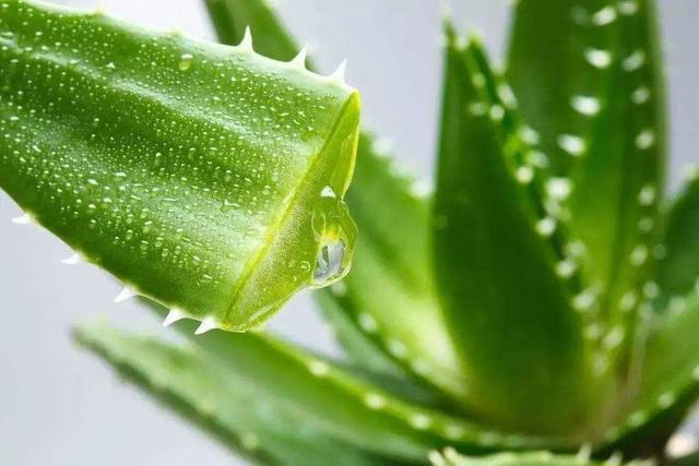 The function of aloe vera should be paid attention to if you want to raise a perfect aloe vera.