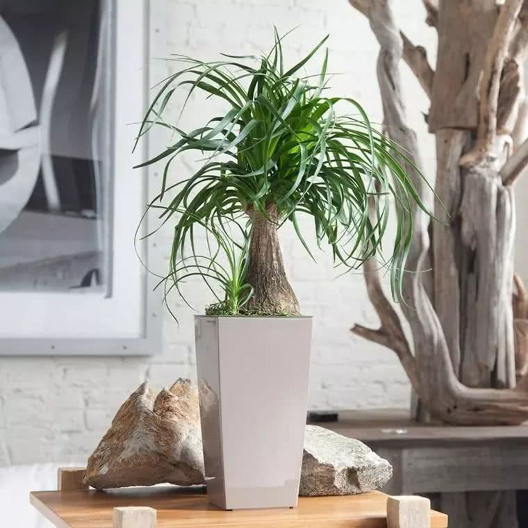 Five unique-looking indoor drought-tolerant potted plants that do not need to be taken care of for months