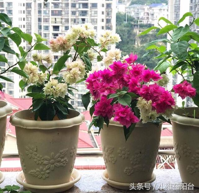 These four kinds of flowers will live and grow very fast when they are thrown into the soil. It is easy to raise them until they explode. The more they grow, the more they grow.