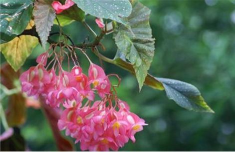 Growing flowers in autumn is about the life and death of flowers and plants. Look, have you noticed?