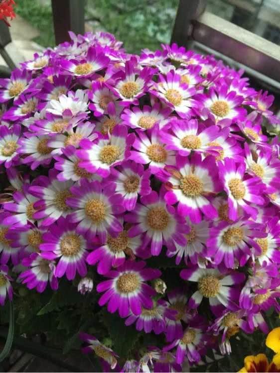 A lovely little chrysanthemum is so cured when it blossoms at home.