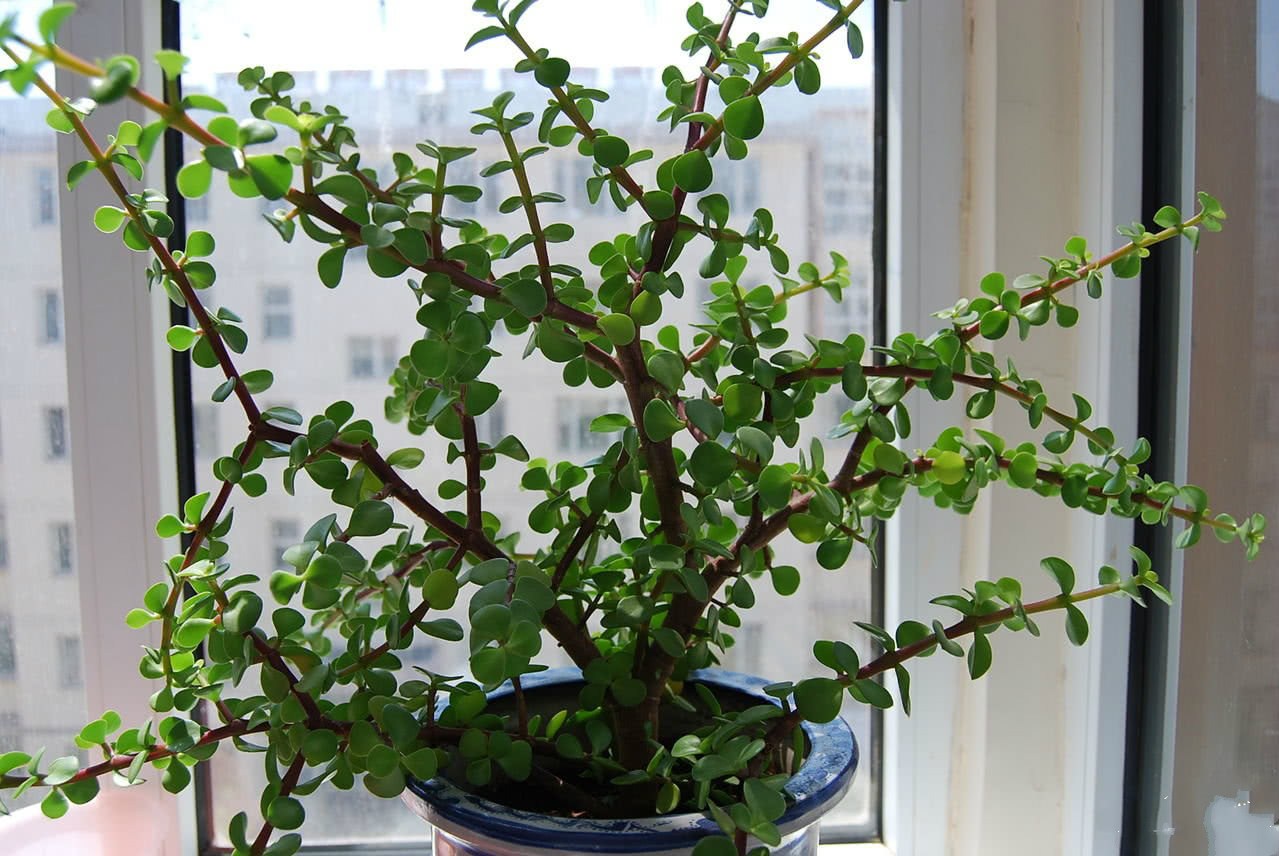 Golden branches and jade leaves often become old easily after pinching for half a year, and neighbors say they envy them when they see them.