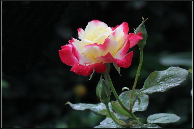 Not all rose flowers are popular. These five kinds of rose flowers can be a headache.