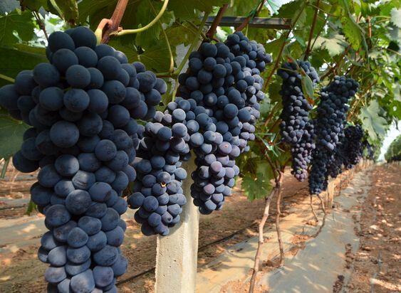 You can eat fresh grapes without going out. 9 steps to make the balcony full of fruit.