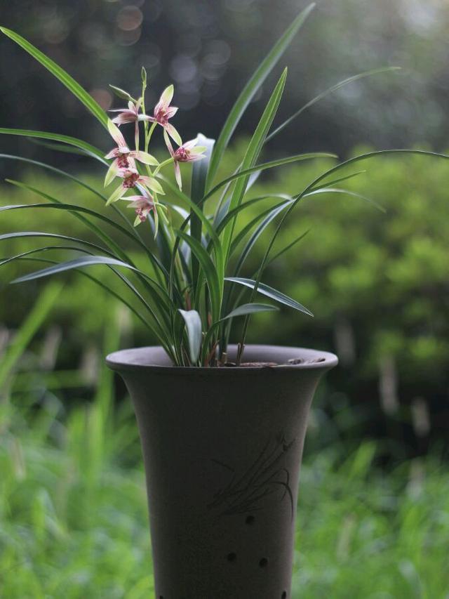 Orchids suitable for beginners are cheap, easy to maintain and easy to blossom.