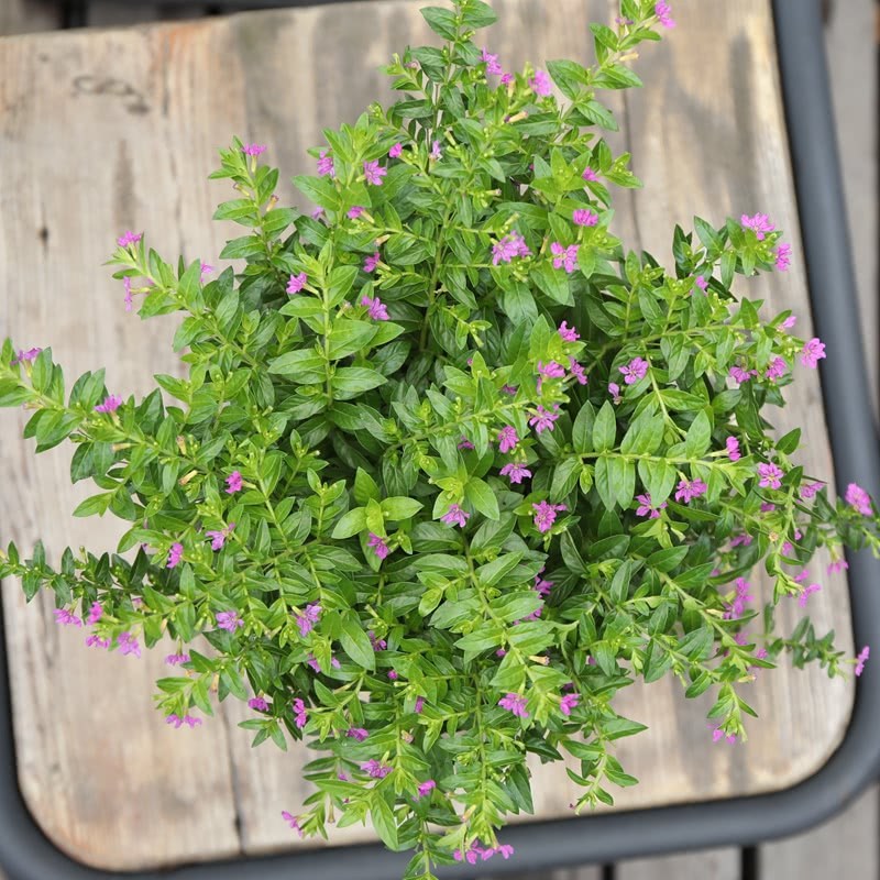 Unfortunately, only a few people know that the mosquito repellent effect of these plants on the balcony is more comparable to mosquito incense.