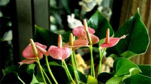 Anthurium andraeanum can bloom several times a year