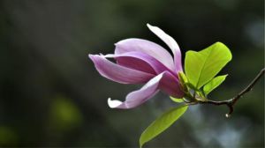 The moral and symbol of Magnolia