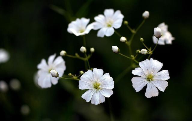 Plant these flowers in autumn and plant them in the soil to become a garden next year.