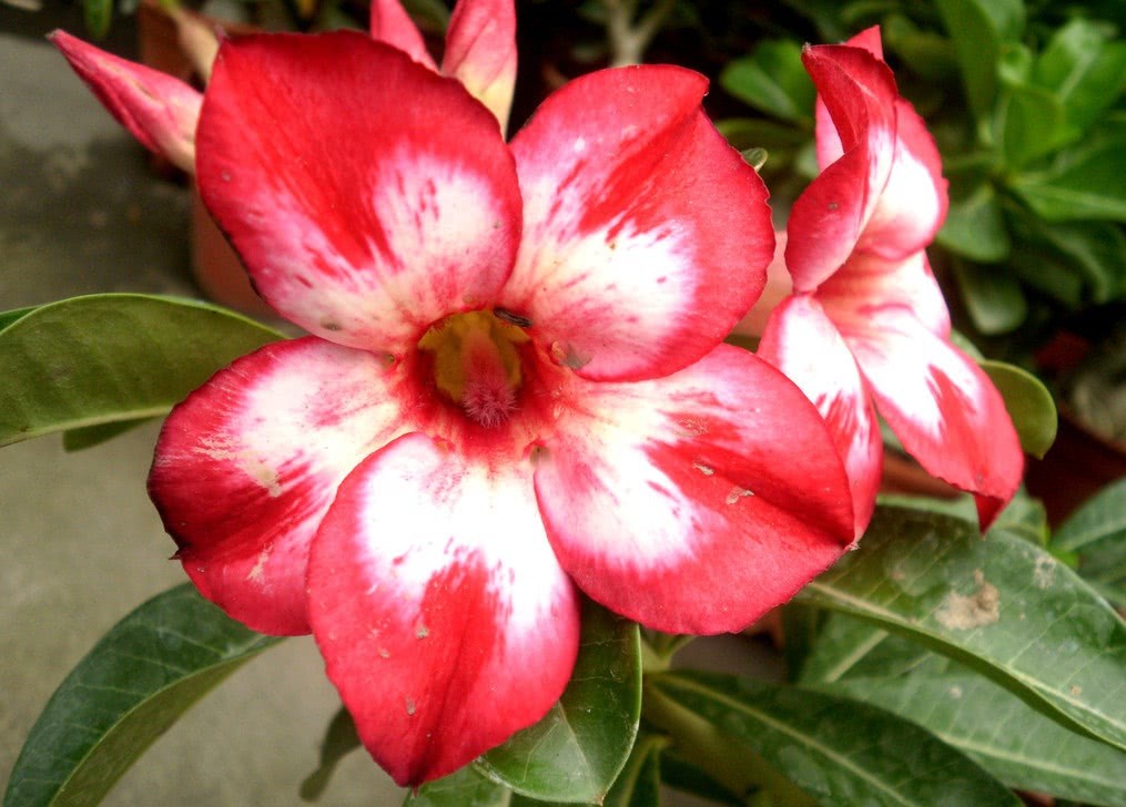 How can desert roses blossom? in fact, it is not difficult to raise flowers at all. Pay attention to these two points.