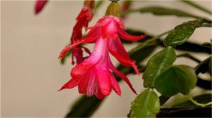 How to thicken the leaves of crab claw orchid