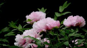 Culture methods of peony flowers