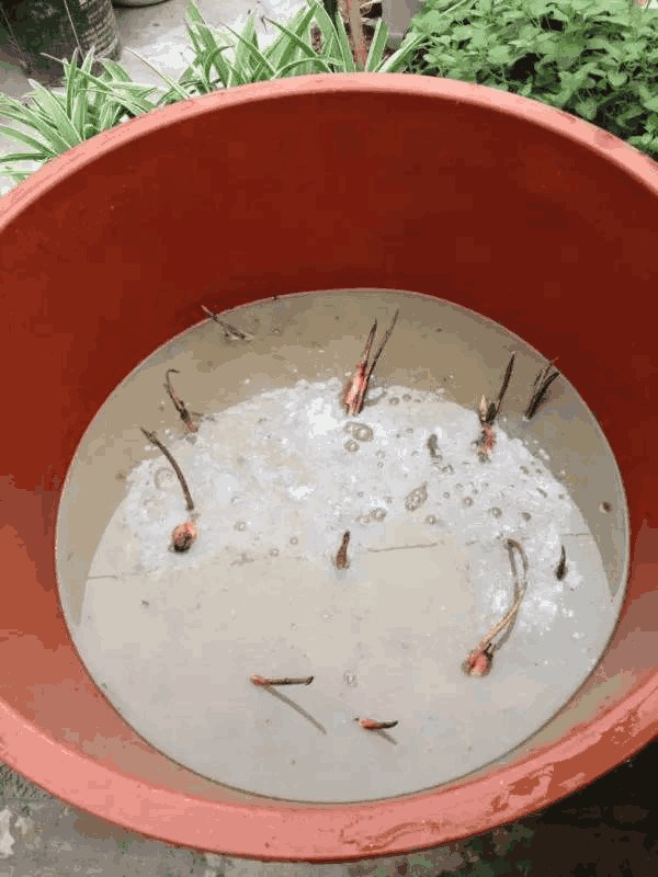 Planting pots of lotus flowers on the balcony unexpectedly dug up a bucket of big guys for unexpected harvest