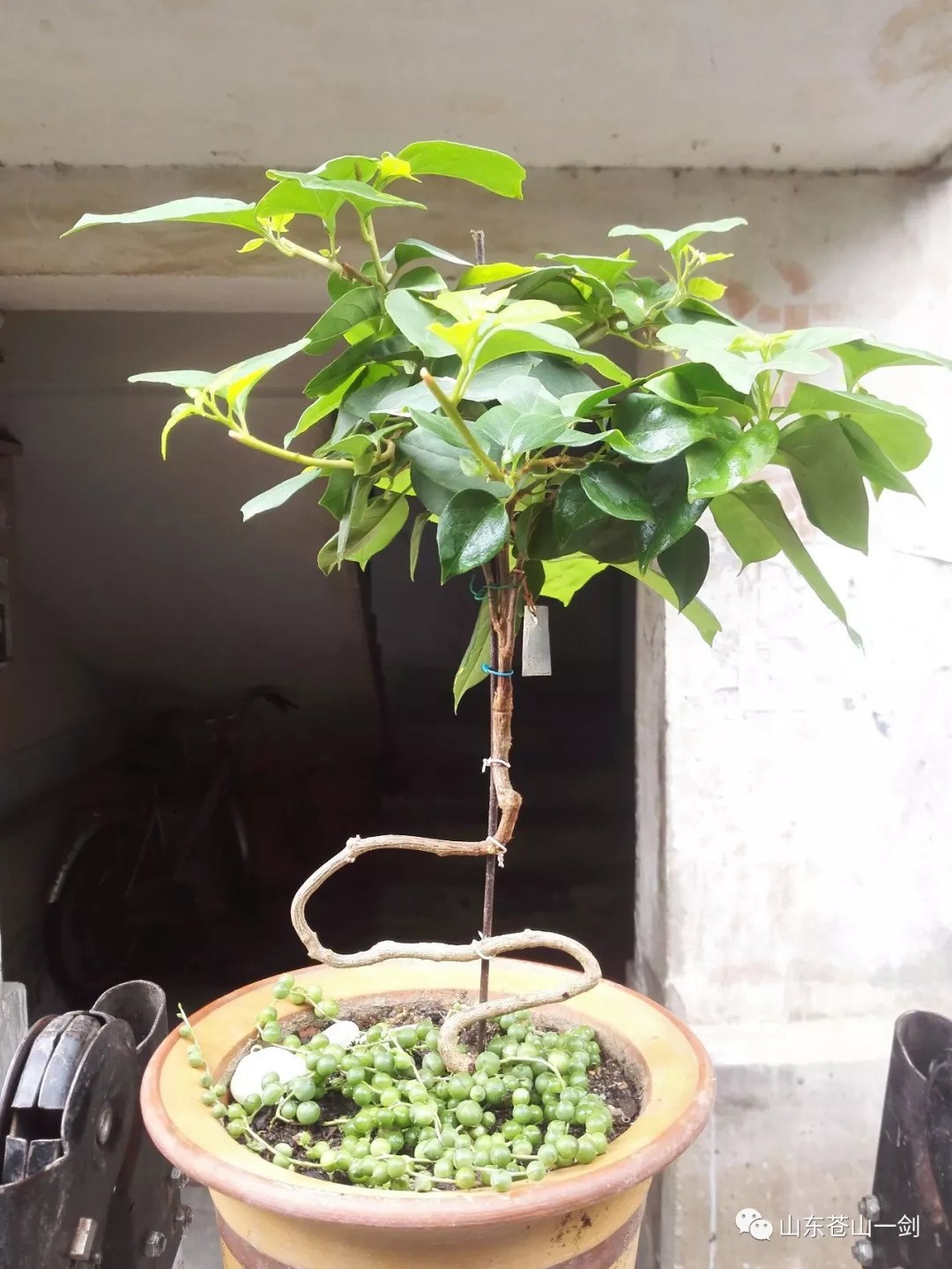 Skills of triangular plum firecrackers and neat flowering