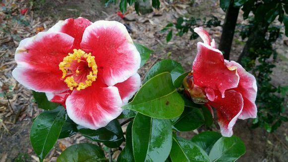 The camellia blossoms are really beautiful. The seven little experiences summed up by the flower friends have made everyone praise the flowers in my family.