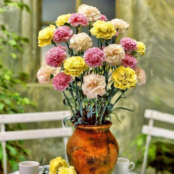 Small carnations express great affection and it is most appropriate to plant a pot to give it to your mother.