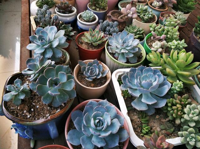 Planting succulent dried leaves is very harmful. Believe it or not, look here.