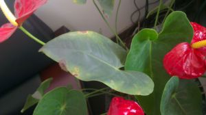 What if the leaves of Anthurium andraeanum are soft?