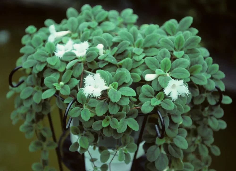 Several short-day flowers that can blossom brilliantly by giving a little scattered light on the windowsill every day