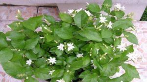 Is jasmine suitable for indoor cultivation?