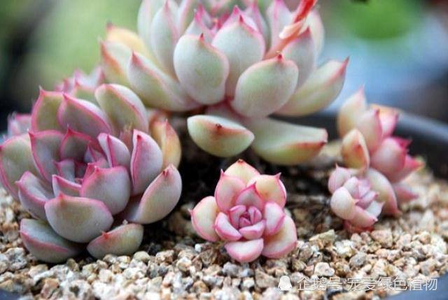 Succulent plants have to be raised poorly in order to stimulate its survival potential and develop strong flesh.