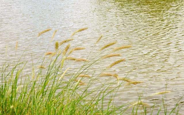 What is the common dogtail grass on the side of the road? Is it really the same as the name and the tail of a dog?